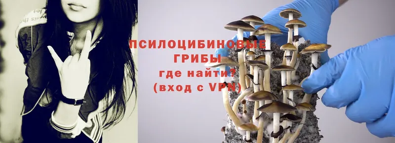 Псилоцибиновые грибы Psilocybe  даркнет сайт  Ковров 